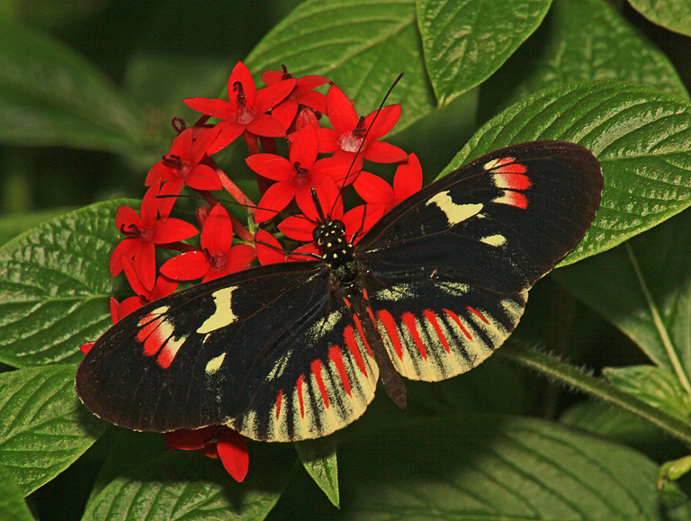Piano Key Butterfly   P O'Malley